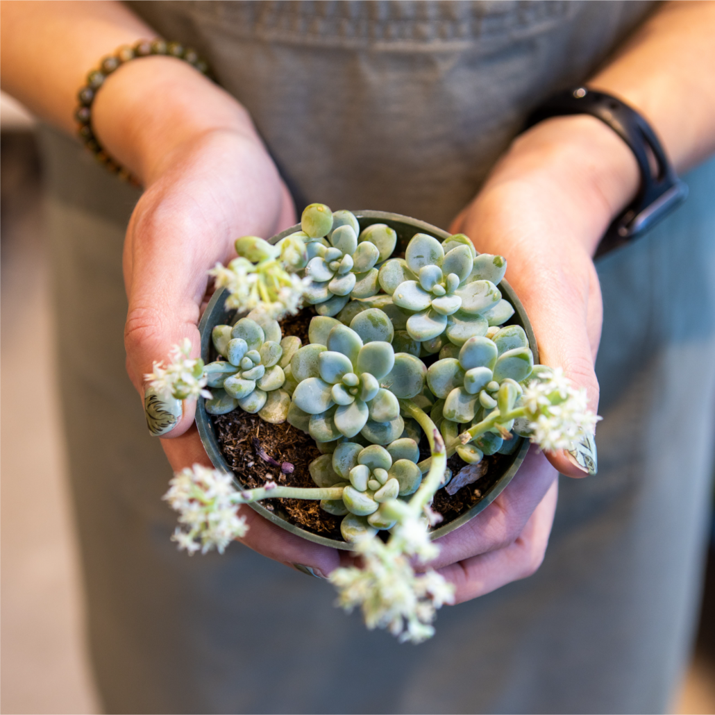 Small plant on a small planter being held